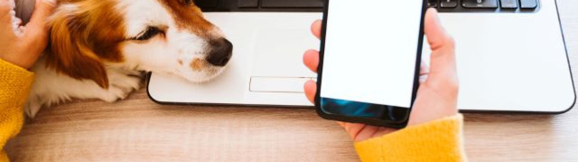 Mains tenant un téléphone portable et chien posant la tête sur un ordinateur portable