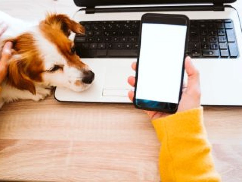 Mains tenant un téléphone portable et chien posant la tête sur un ordinateur portable