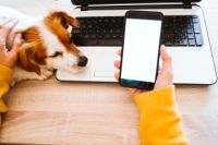 Mains tenant un téléphone portable et chien posant la tête sur un ordinateur portable