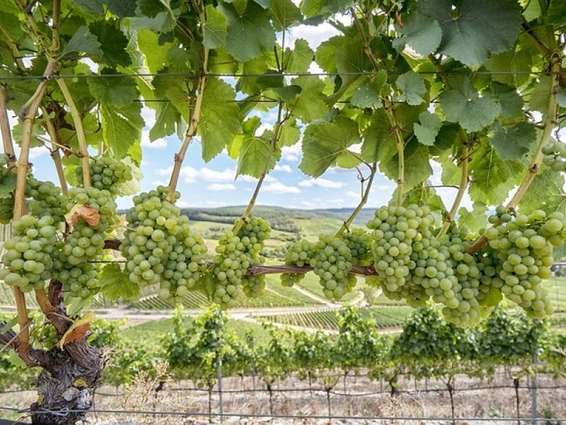 How to start a wine business in France