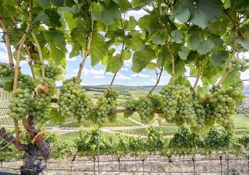 How to start a wine business in France